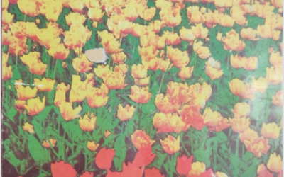 Zarrin Shuwayaen JANUARY 1992