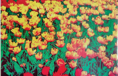 Zarrin Shuwayaen NOVEMBER 1992